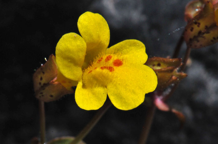 Seep Monkeyflower has an attractive showy bright yellow flower bilaterally symmetrical on slender stems. Mimulus guttatus